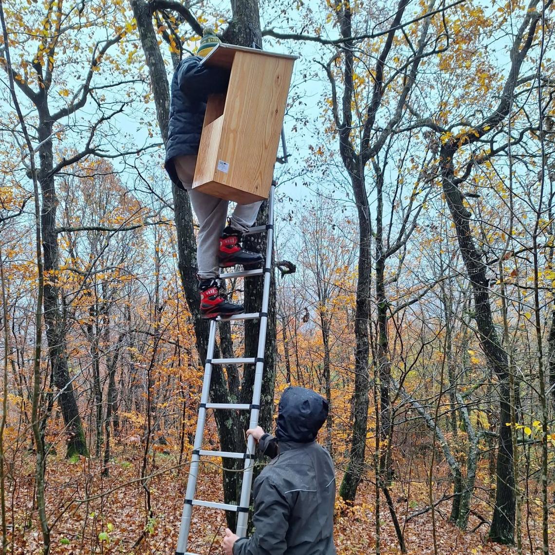 Postavljanje gnezdilnic za monitoring sove kozače (vir: NIB)
