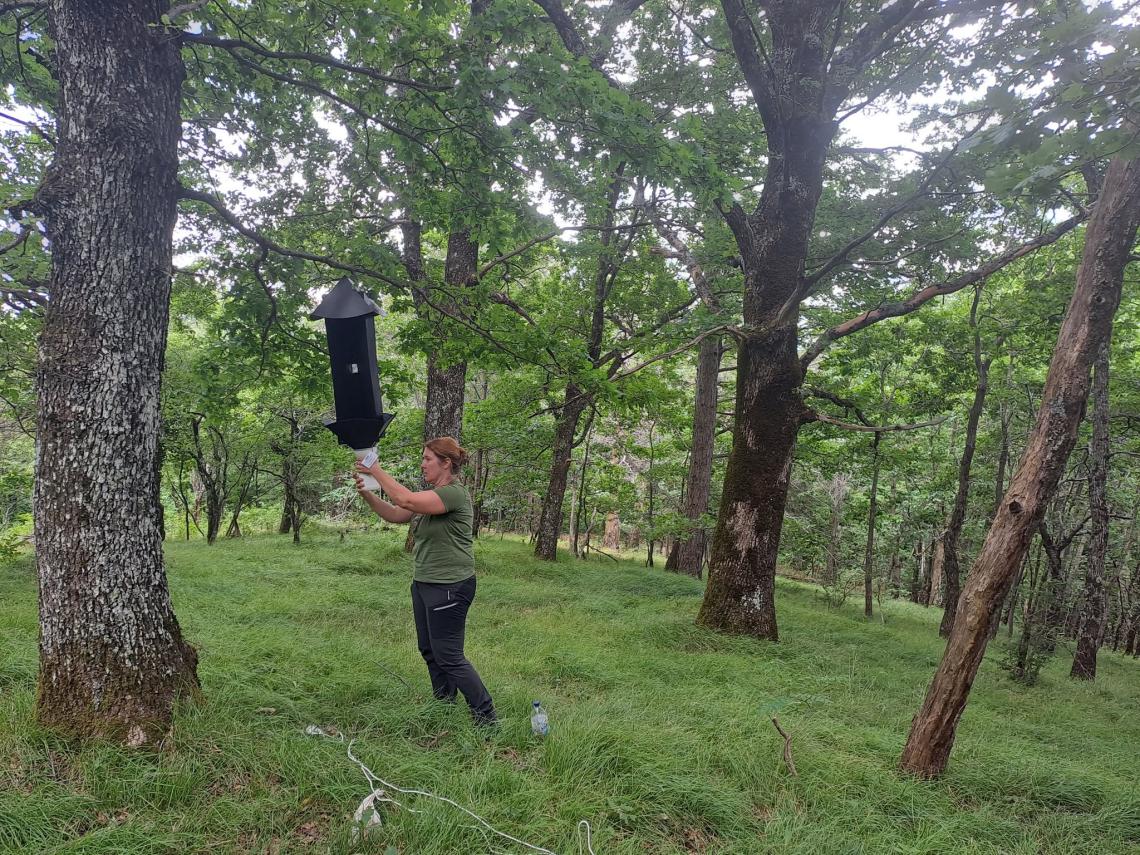 Postavljanje visečih prestreznih pasti za monitoring saproksilnih hroščev (vir: PŠJ)