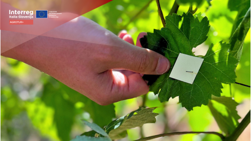 AGROTUR+ workshop on pesticide spraying in vineyards