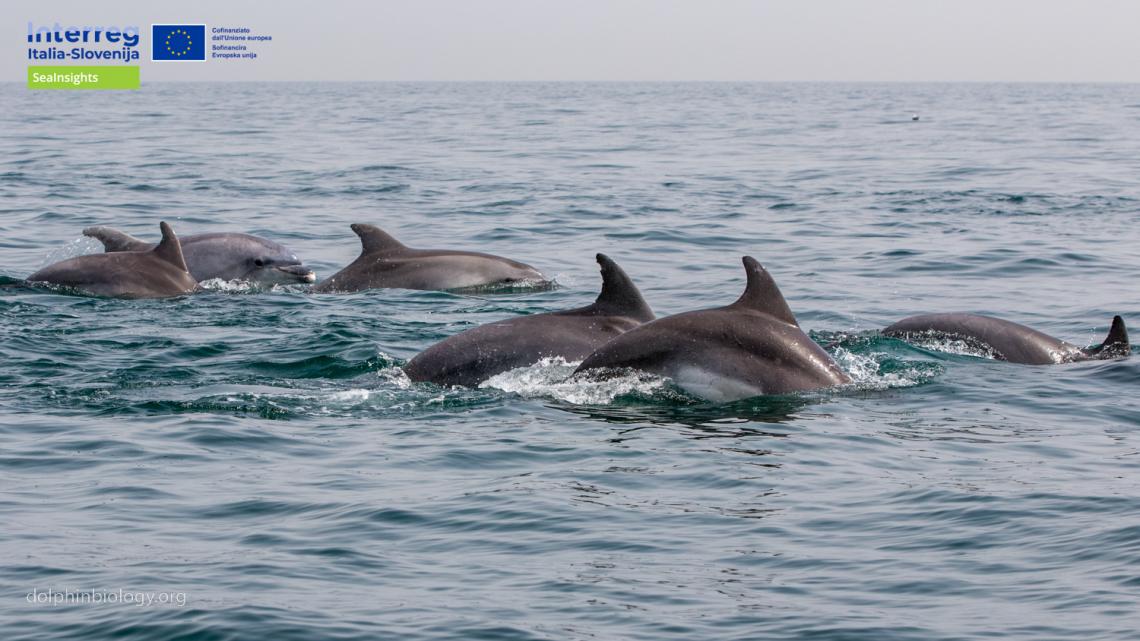 SeaInsights