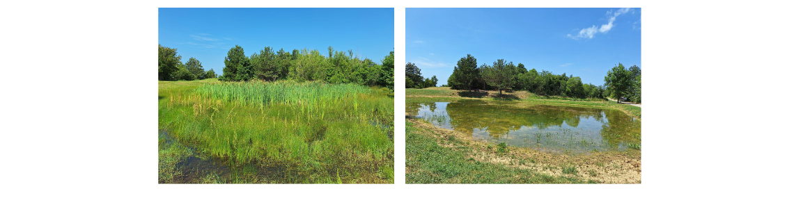 Na Zavrteh pond