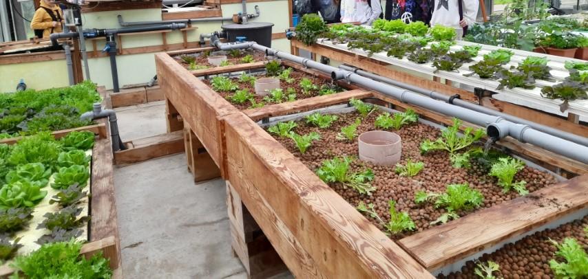 Visit of schools of aquaponic at BF University Ljubljana