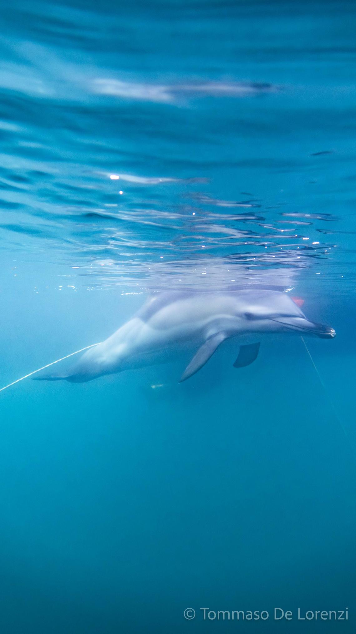 SeaInsights