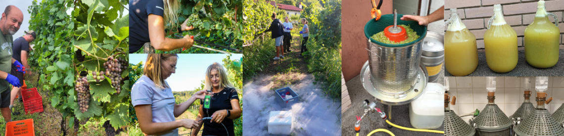 vendemmia
