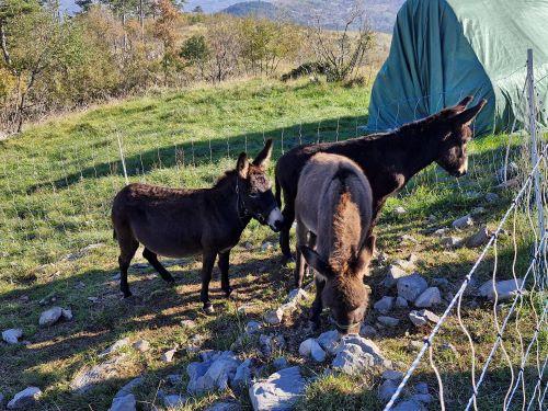 Ogled površin kmetije Domačija Čilčevi