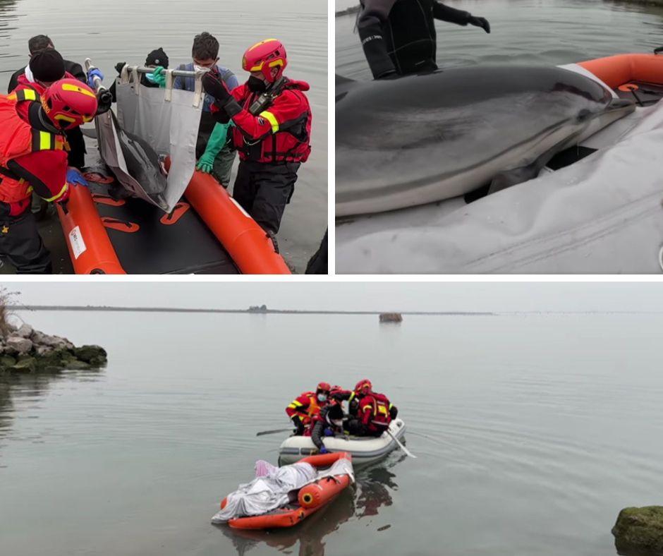 Operazione di salvataggio di un esemplare di Stenella striata