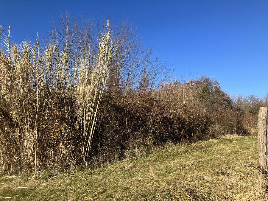 Slika 1: Zemljišče pred obdelavo / Terreno prima della coltivazione / Land before cultivation
