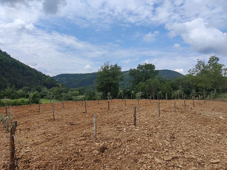 Slika 3: Po sajenju / Dopo il piantamento / After planting